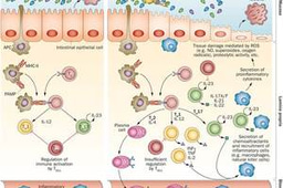 Gut microbiota - beyond bacteria